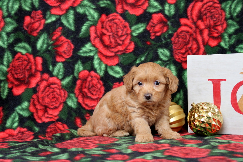 puppy, for, sale, Morkie-Poo, Matthew B. Stoltzfus, dog, breeder, Gap, PA, dog-breeder, puppy-for-sale, forsale, nearby, find, puppyfind, locator, puppylocator, aca